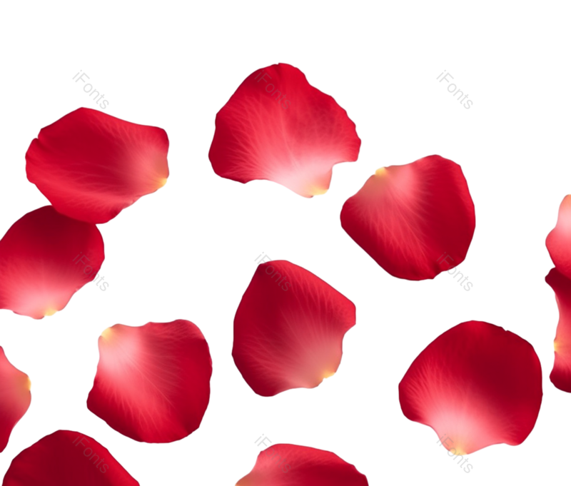 装饰图片,花瓣装饰元素,520PNG,玫瑰花免抠素材